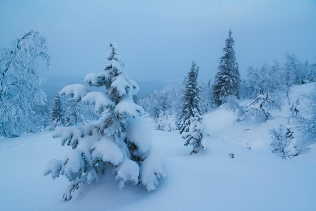 Snowy trees near Muonio, Lapland, Finland in January illustration for the Polar Daylight Wellbeing Guide and Polar Daylight Tracker in article giving five tips from experience to deal with winter depression or SAD